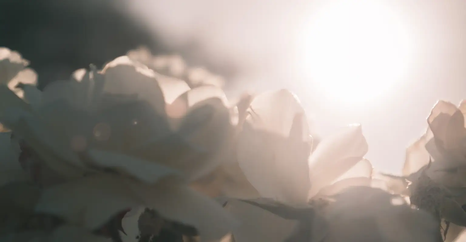 flower image flower image